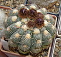 Нажмите на изображение для увеличения.

Название:	Notocactus_uebelmannianus_122_11.JPG
Просмотров:	152
Размер:	235.1 Кб
ID:	331127
