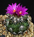 Нажмите на изображение для увеличения.

Название:	Gymnocactus_horripilus_SB168_IMG_0572.jpg
Просмотров:	170
Размер:	118.6 Кб
ID:	331160
