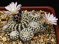 Нажмите на изображение для увеличения.

Название:	Gymnocalycium_bruchii_v_niveum_OF25-80_IMG_0582.jpg
Просмотров:	145
Размер:	188.7 Кб
ID:	331161