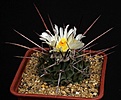 Нажмите на изображение для увеличения.

Название:	Thelocactus_rinconensis_IMG_0587.jpg
Просмотров:	181
Размер:	98.9 Кб
ID:	331162