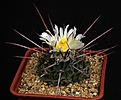 Нажмите на изображение для увеличения.

Название:	Thelocactus_rinconensis_IMG_0587.jpg
Просмотров:	152
Размер:	98.9 Кб
ID:	331162