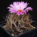Нажмите на изображение для увеличения.

Название:	Thelocactus_bicolor_texensis_IMG_0594.jpg
Просмотров:	170
Размер:	124.5 Кб
ID:	331163