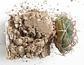 Нажмите на изображение для увеличения.

Название:	root_carminanthum.jpg
Просмотров:	160
Размер:	71.9 Кб
ID:	331168