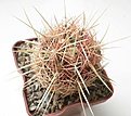 Нажмите на изображение для увеличения.

Название:	root2_bicolor_2.jpg
Просмотров:	150
Размер:	68.6 Кб
ID:	331174