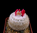 Нажмите на изображение для увеличения.

Название:	Epithelantha_micromeris_SB56.jpg
Просмотров:	238
Размер:	87.7 Кб
ID:	331183
