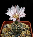 Нажмите на изображение для увеличения.

Название:	Gymnocalycium_erinaceum_v.paucisqamosumP400.jpg
Просмотров:	242
Размер:	81.3 Кб
ID:	331186