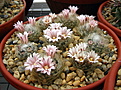Нажмите на изображение для увеличения.

Название:	Mammillaria_aureilanata.jpg
Просмотров:	236
Размер:	180.7 Кб
ID:	331187