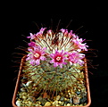 Нажмите на изображение для увеличения.

Название:	Mammillaria_bombycina.jpg
Просмотров:	238
Размер:	107.7 Кб
ID:	331188