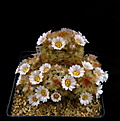 Нажмите на изображение для увеличения.

Название:	Mammillaria_carmenae_v.rubrispina.jpg
Просмотров:	224
Размер:	93.2 Кб
ID:	331189
