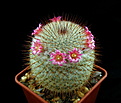 Нажмите на изображение для увеличения.

Название:	Mammillaria_dixanthocentron_P322.jpg
Просмотров:	234
Размер:	126.7 Кб
ID:	331190