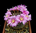 Нажмите на изображение для увеличения.

Название:	Mammillaria_longiflora_NH2094.jpg
Просмотров:	233
Размер:	110.7 Кб
ID:	331191
