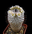 Нажмите на изображение для увеличения.

Название:	Mammillaria_peresdelarosae.jpg
Просмотров:	235
Размер:	85.4 Кб
ID:	331192