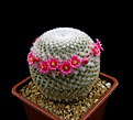 Нажмите на изображение для увеличения.

Название:	Mammillaria_supertexta.jpg
Просмотров:	239
Размер:	86.4 Кб
ID:	331193