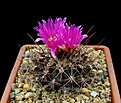 Нажмите на изображение для увеличения.

Название:	Thelocactus_tulensis_ssp_matudae.jpg
Просмотров:	229
Размер:	150.9 Кб
ID:	331195