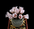 Нажмите на изображение для увеличения.

Название:	Turbinicarpus_pseudopectinatus.jpg
Просмотров:	231
Размер:	86.1 Кб
ID:	331196