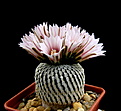 Нажмите на изображение для увеличения.

Название:	Turbinicarpus_pseudopectinatus...jpg
Просмотров:	227
Размер:	91.6 Кб
ID:	331197