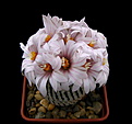 Нажмите на изображение для увеличения.

Название:	Turbinicarpus_pseudopectinatus1.jpg
Просмотров:	237
Размер:	78.8 Кб
ID:	331208
