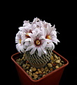 Нажмите на изображение для увеличения.

Название:	Turbinicarpus_pseudopectinatus2.jpg
Просмотров:	232
Размер:	61.3 Кб
ID:	331209