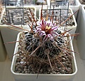 Нажмите на изображение для увеличения.

Название:	Echinofossulocactus_zacatecasensis_SB18_8y_4.JPG
Просмотров:	225
Размер:	170.7 Кб
ID:	331212