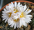Нажмите на изображение для увеличения.

Название:	Echinocereus_knippelianus_v.kruegeri.jpg
Просмотров:	142
Размер:	195.5 Кб
ID:	331240