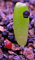 Нажмите на изображение для увеличения.

Название:	Ariocarpus kotschoubeyanus RioVerde Panarotto.jpg
Просмотров:	250
Размер:	193.0 Кб
ID:	331243