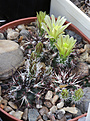 Нажмите на изображение для увеличения.

Название:	Echinocereus_viridiflorus_vdavisii_SB426.jpg
Просмотров:	140
Размер:	195.4 Кб
ID:	331244