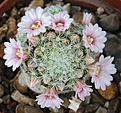 Нажмите на изображение для увеличения.

Название:	Mammillaria_giselae.jpg
Просмотров:	147
Размер:	187.6 Кб
ID:	331245