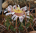 Нажмите на изображение для увеличения.

Название:	Stenocactus_coptonogonus.jpg
Просмотров:	143
Размер:	180.1 Кб
ID:	331268