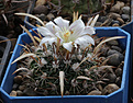 Нажмите на изображение для увеличения.

Название:	Stenocactus_erectocentrus_SB1565.jpg
Просмотров:	140
Размер:	193.8 Кб
ID:	331269