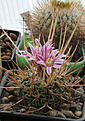 Нажмите на изображение для увеличения.

Название:	Stenocactus_grandicornis.jpg
Просмотров:	146
Размер:	182.2 Кб
ID:	331270