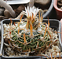 Нажмите на изображение для увеличения.

Название:	Stenocactus_spec_Mex57-km25.jpg
Просмотров:	145
Размер:	192.4 Кб
ID:	331271