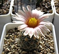 Нажмите на изображение для увеличения.

Название:	Pediocactus_RP103_6y_2.JPG
Просмотров:	229
Размер:	133.1 Кб
ID:	331272