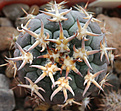 Нажмите на изображение для увеличения.

Название:	Gymnocalycium_spegazzinii_f.unguispinum.jpg
Просмотров:	262
Размер:	210.9 Кб
ID:	331289