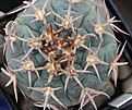 Нажмите на изображение для увеличения.

Название:	Gymnocalycium_spegazzinii_brevispinum.jpg
Просмотров:	249
Размер:	203.0 Кб
ID:	331290