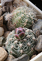 Нажмите на изображение для увеличения.

Название:	Gymnocalycium_andreae_ssp.pabloi_VG1176.jpg
Просмотров:	206
Размер:	160.4 Кб
ID:	331337