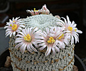 Нажмите на изображение для увеличения.

Название:	Mammillaria_pectinifera.jpg
Просмотров:	126
Размер:	186.2 Кб
ID:	331339