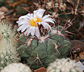 Нажмите на изображение для увеличения.

Название:	Thelocactus_hexaedrophorus.jpg
Просмотров:	135
Размер:	163.4 Кб
ID:	331340