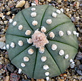 Нажмите на изображение для увеличения.

Название:	2_Astrophytum_asteriasf.nudum.jpg
Просмотров:	108
Размер:	150.0 Кб
ID:	331341