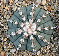 Нажмите на изображение для увеличения.

Название:	2_Gymnocalycium_ochoterenae_subsp.vatteri.jpg
Просмотров:	104
Размер:	176.8 Кб
ID:	331342
