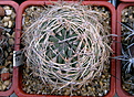 Нажмите на изображение для увеличения.

Название:	2_PYRRHOCACTUS_umadeave.jpg
Просмотров:	115
Размер:	213.1 Кб
ID:	331343