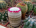 Нажмите на изображение для увеличения.

Название:	2_Mammillaria_albilanata_ssp_oaxacana.jpg
Просмотров:	112
Размер:	205.4 Кб
ID:	331345