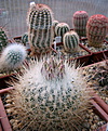 Нажмите на изображение для увеличения.

Название:	2_Thelocactus_macdowellii.jpg
Просмотров:	111
Размер:	132.1 Кб
ID:	331348