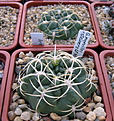 Нажмите на изображение для увеличения.

Название:	3_2013_04_04039.jpg
Просмотров:	233
Размер:	137.0 Кб
ID:	331349