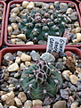 Нажмите на изображение для увеличения.

Название:	3_Gymnocalycium_andrea_subsp.carolinenseGN90-273_878.jpg
Просмотров:	210
Размер:	121.7 Кб
ID:	331351