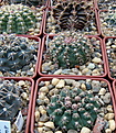 Нажмите на изображение для увеличения.

Название:	3_Gymnocalycium_erinaceumHT87-3.1637.jpg
Просмотров:	206
Размер:	160.1 Кб
ID:	331352