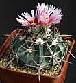Нажмите на изображение для увеличения.

Название:	Echinocactus_texensis_IMG_0610.jpg
Просмотров:	234
Размер:	115.3 Кб
ID:	331393