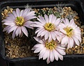 Нажмите на изображение для увеличения.

Название:	Echinocereus_pulchellus_Tolontongo_IMG_0625.jpg
Просмотров:	230
Размер:	131.0 Кб
ID:	331395