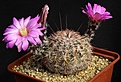 Нажмите на изображение для увеличения.

Название:	Echinocereus_adustus_IMG_0631.jpg
Просмотров:	234
Размер:	173.7 Кб
ID:	331396