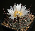 Нажмите на изображение для увеличения.

Название:	Thelocactus_hexaedrophorus_IMG_0644.jpg
Просмотров:	226
Размер:	102.0 Кб
ID:	331398
