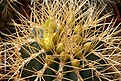Нажмите на изображение для увеличения.

Название:	Ferocactus_glaucescens_IMG_0669.jpg
Просмотров:	229
Размер:	220.6 Кб
ID:	331399